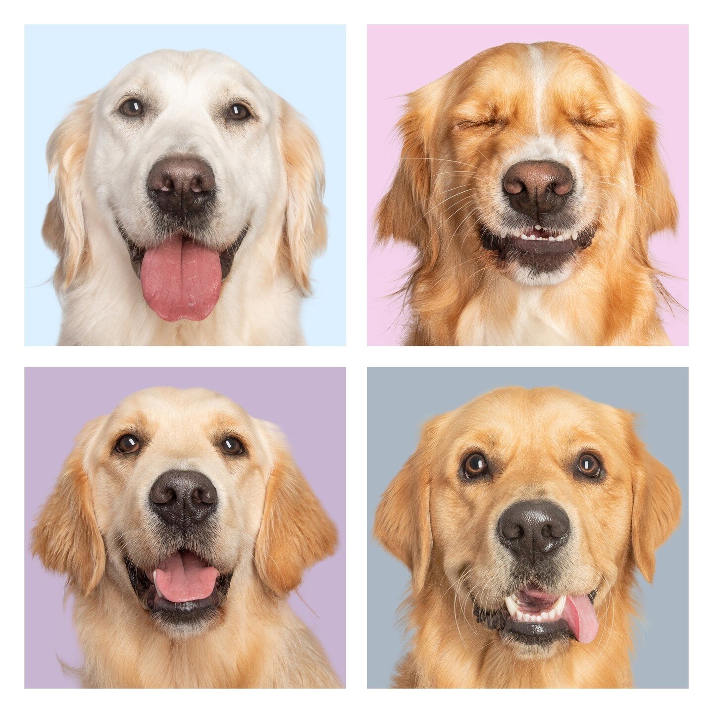 WANTED: GOLDEN RETRIEVERS &amp; Crosses!⁠
Get your Golden Retriever or Cross a $20 Pet Photography Session &amp; at the same time help to raise vital funds for the Animal Welfare League of SA. All that is needed to register is a Golden Retriever (oth