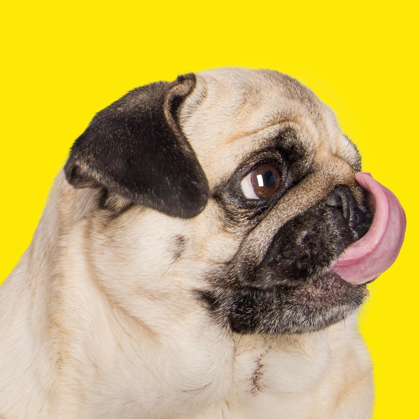 LAST CALL! PUGs &amp; Crosses!⁠
Register by FRIDAY 23rd FEBRUARY! Get your PUG a $20 Pet Photography Session &amp; at the same time help to raise vital funds for the Animal Welfare League SA! All that is needed to register is a Pug or Pug-Cross (othe