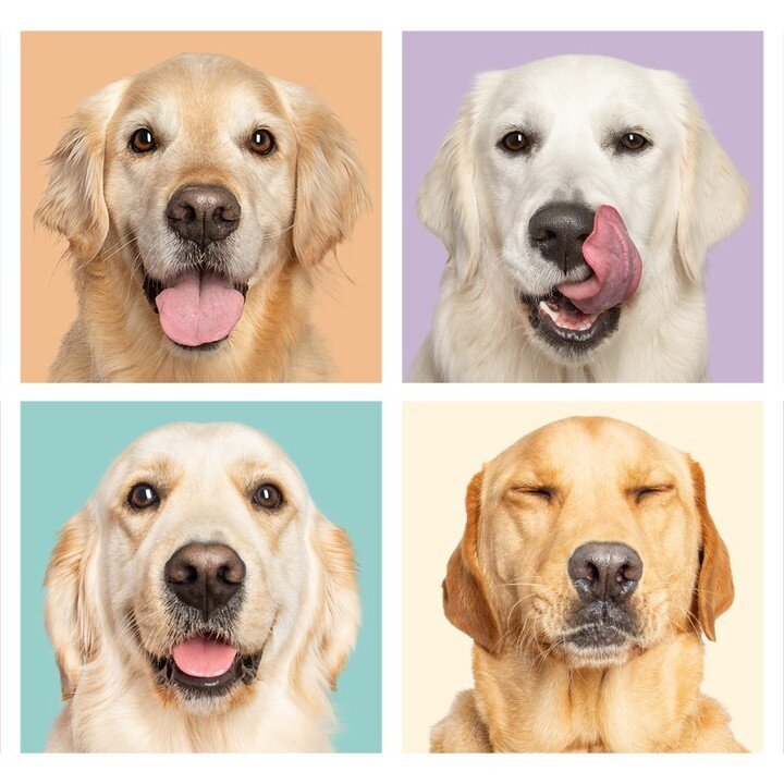 WANTED: GOLDEN RETRIEVERS &amp; Crosses!⁠
Get your Golden Retriever or Cross a $20 Pet Photography Session &amp; at the same time help to raise vital funds for the Animal Welfare League of SA. All that is needed to register is a Golden Retriever (oth