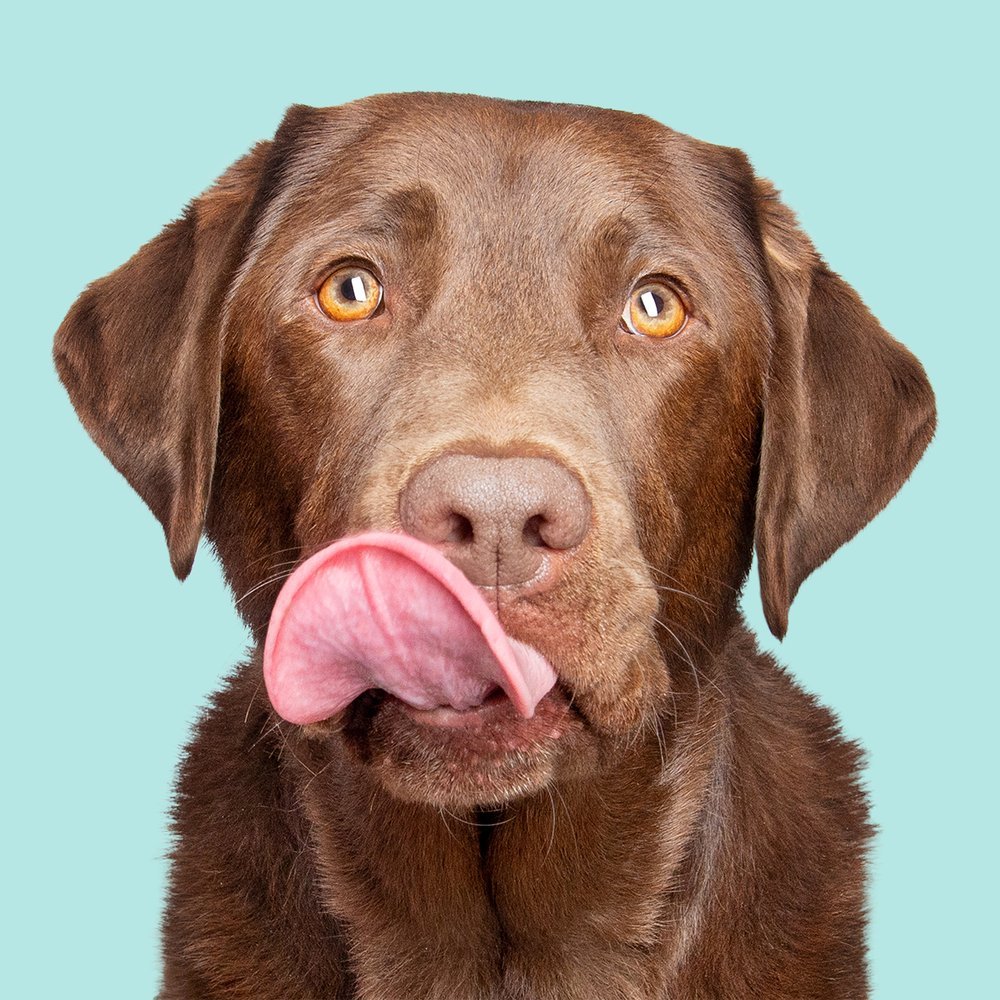 dog-labrador-teal-background-portrait.jpeg