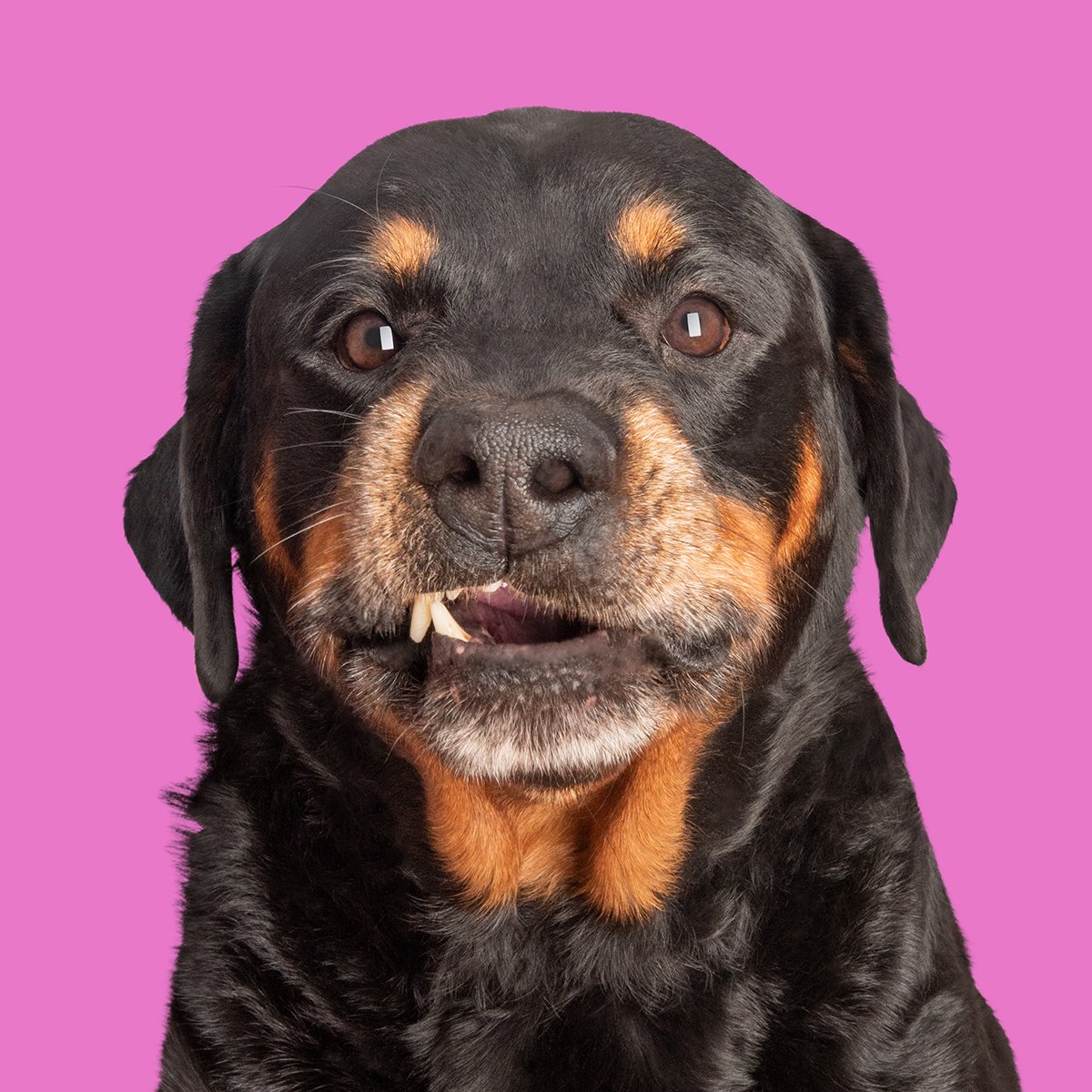 A Rottweiler's face with cheeky expression on a bright pink background.