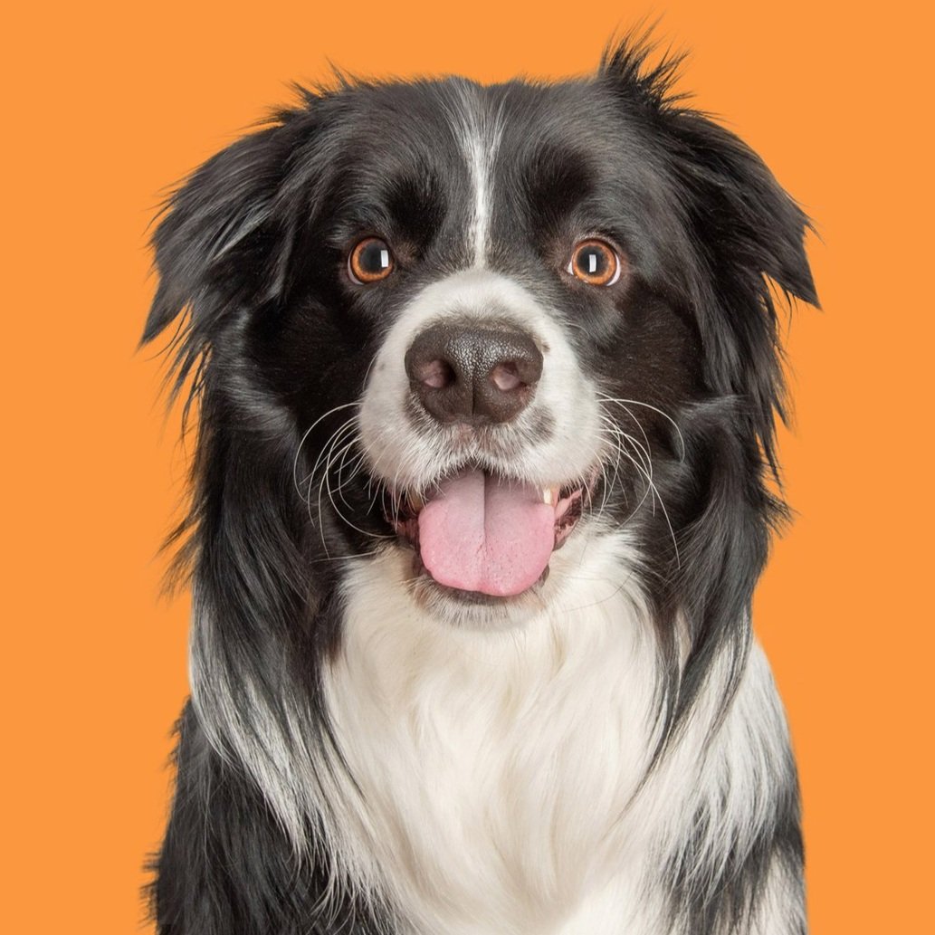 collie-bright-orange-background-tongue.jpg