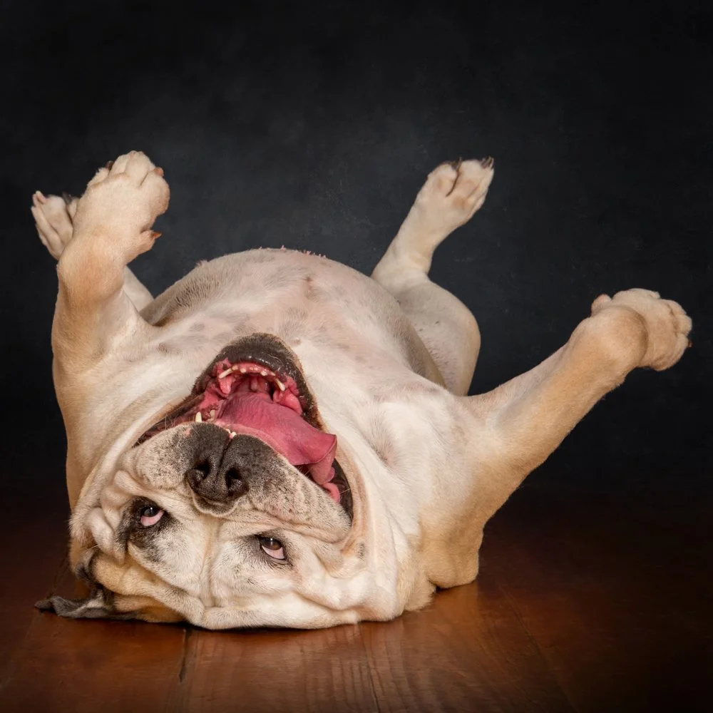 Bulldog rolling on the floor with a big smile
