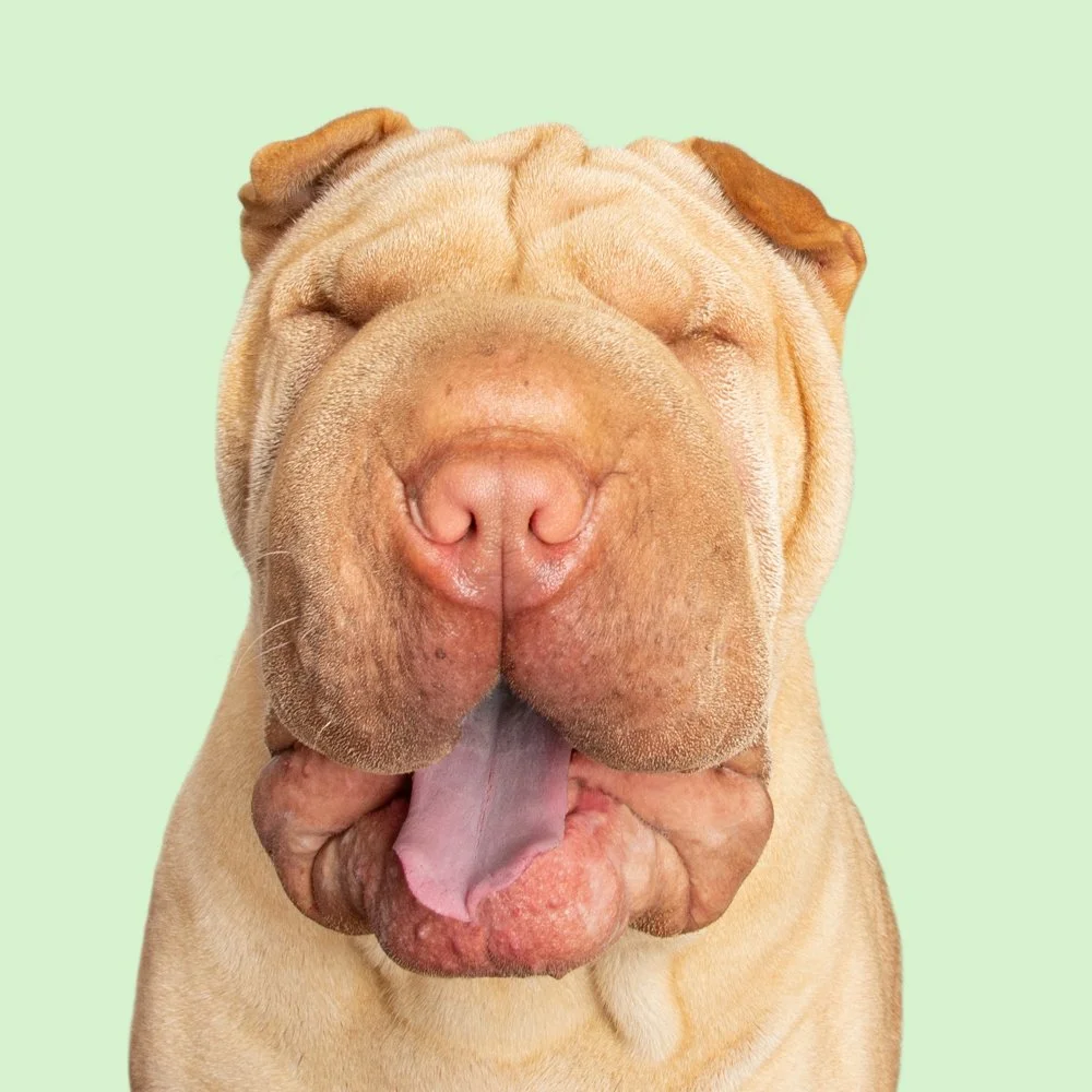 Shar Pei with tongue out on pastel green background