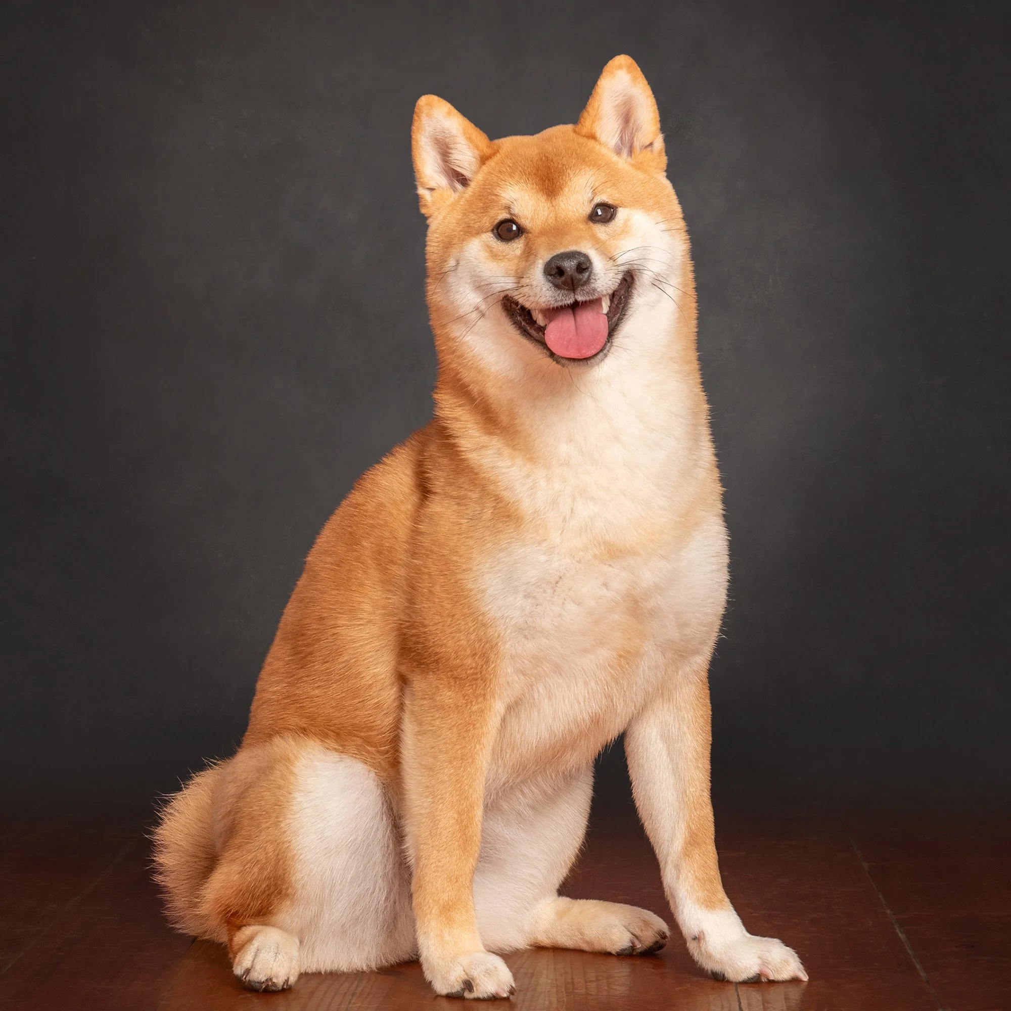 A studio portrait of a shiba inu dog sitting and smiling.