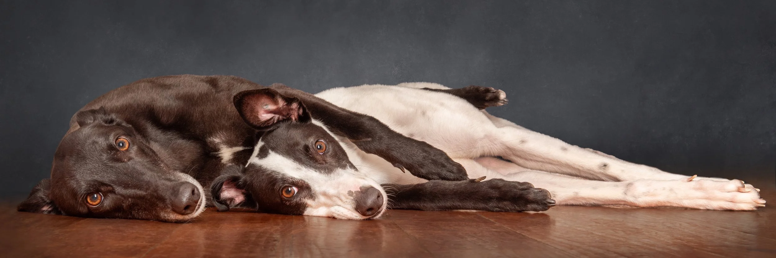 Studio Dog Portraiture - two bonded greyhounds laying cuddling. Floorboards and dark background. Studio Photography.