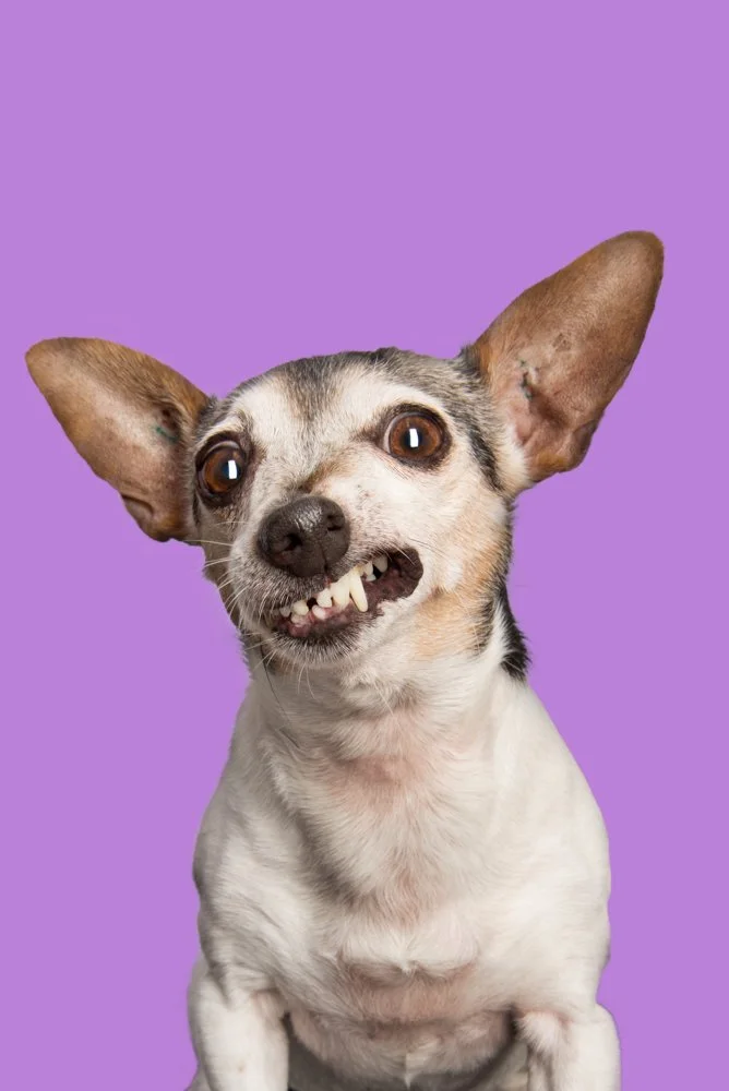 Pet Photography supporting the Animal Welfare League — Photographyroom