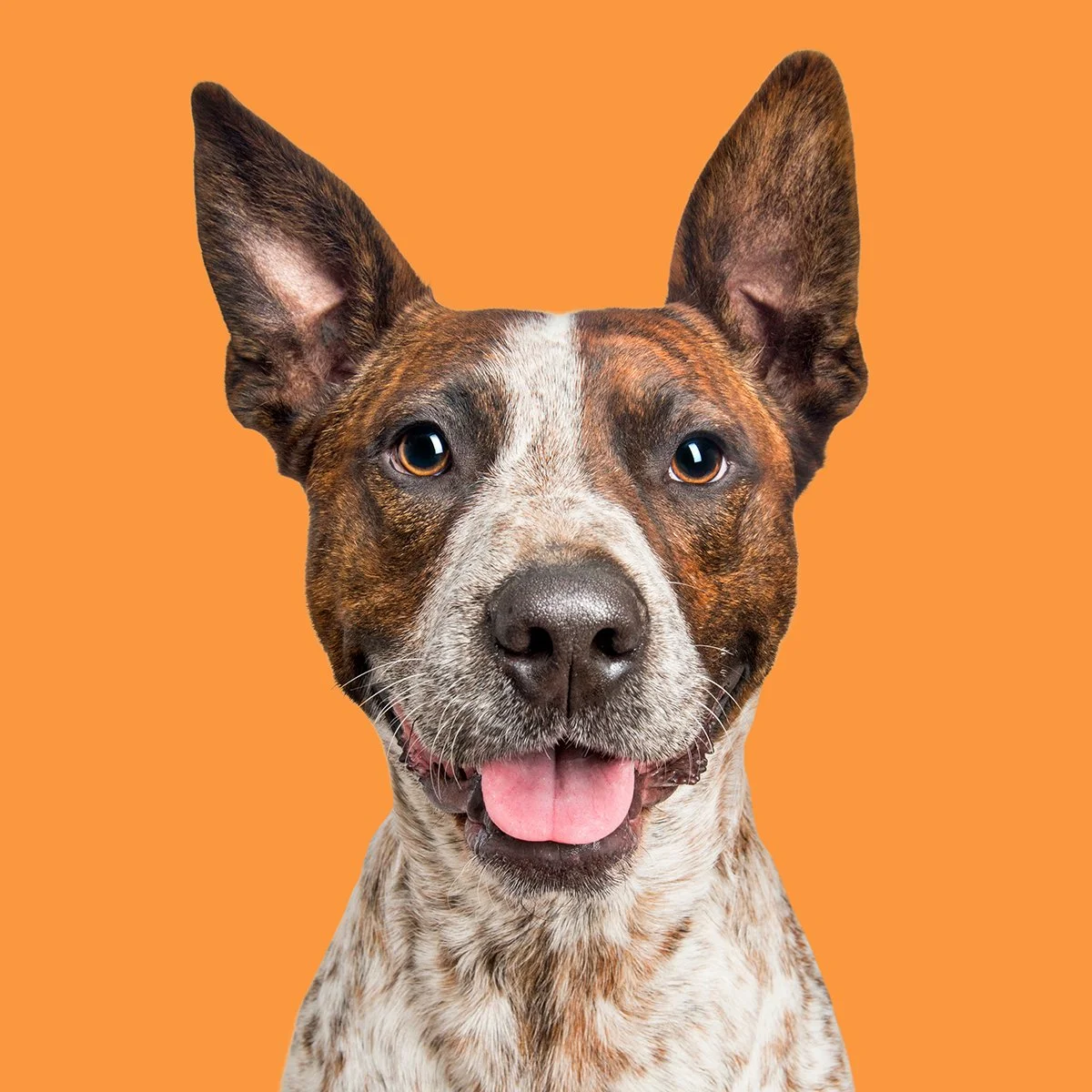 DOGS — Photographyroom