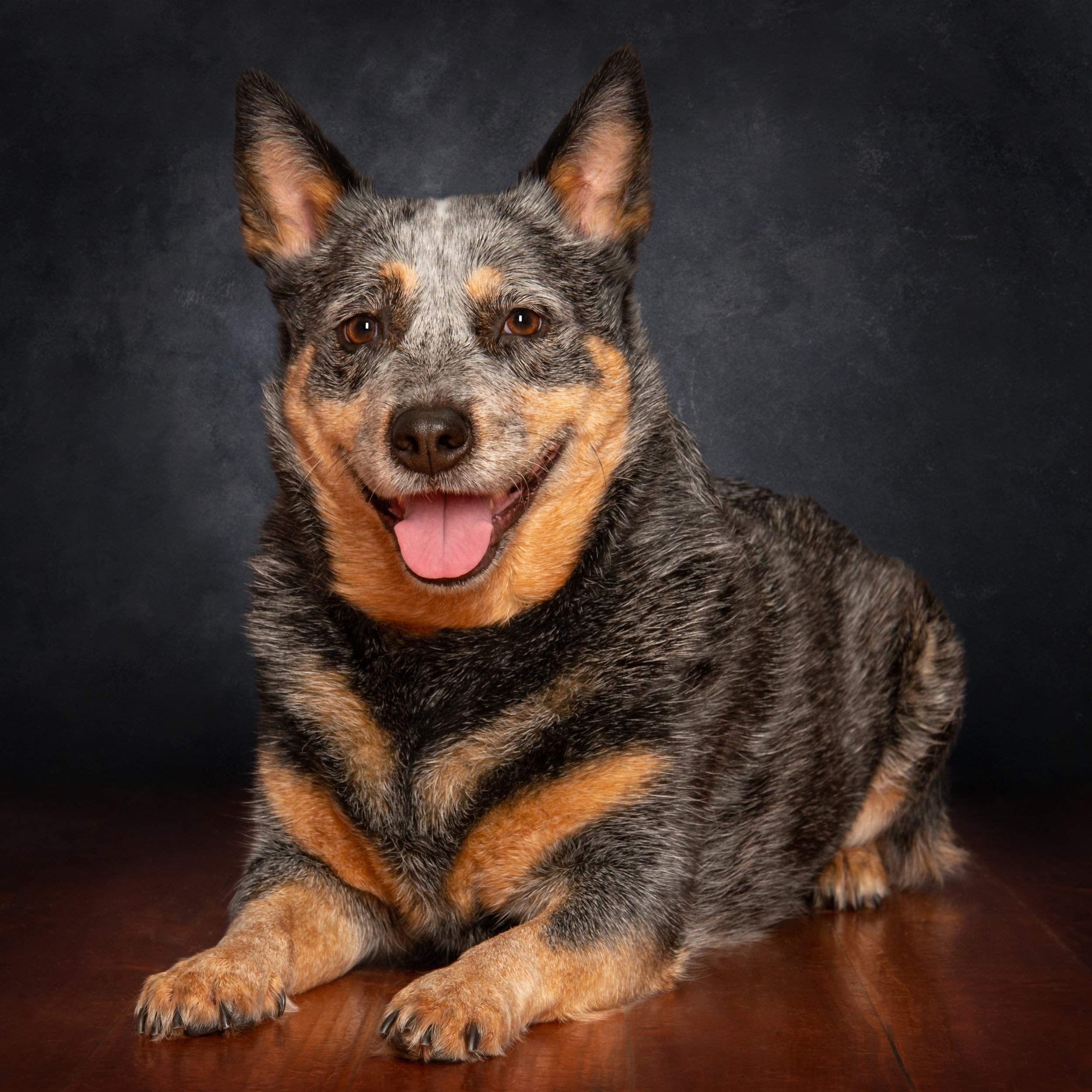 A portrait of a blue heeler dog laying on floorboards with a chalkboard background.