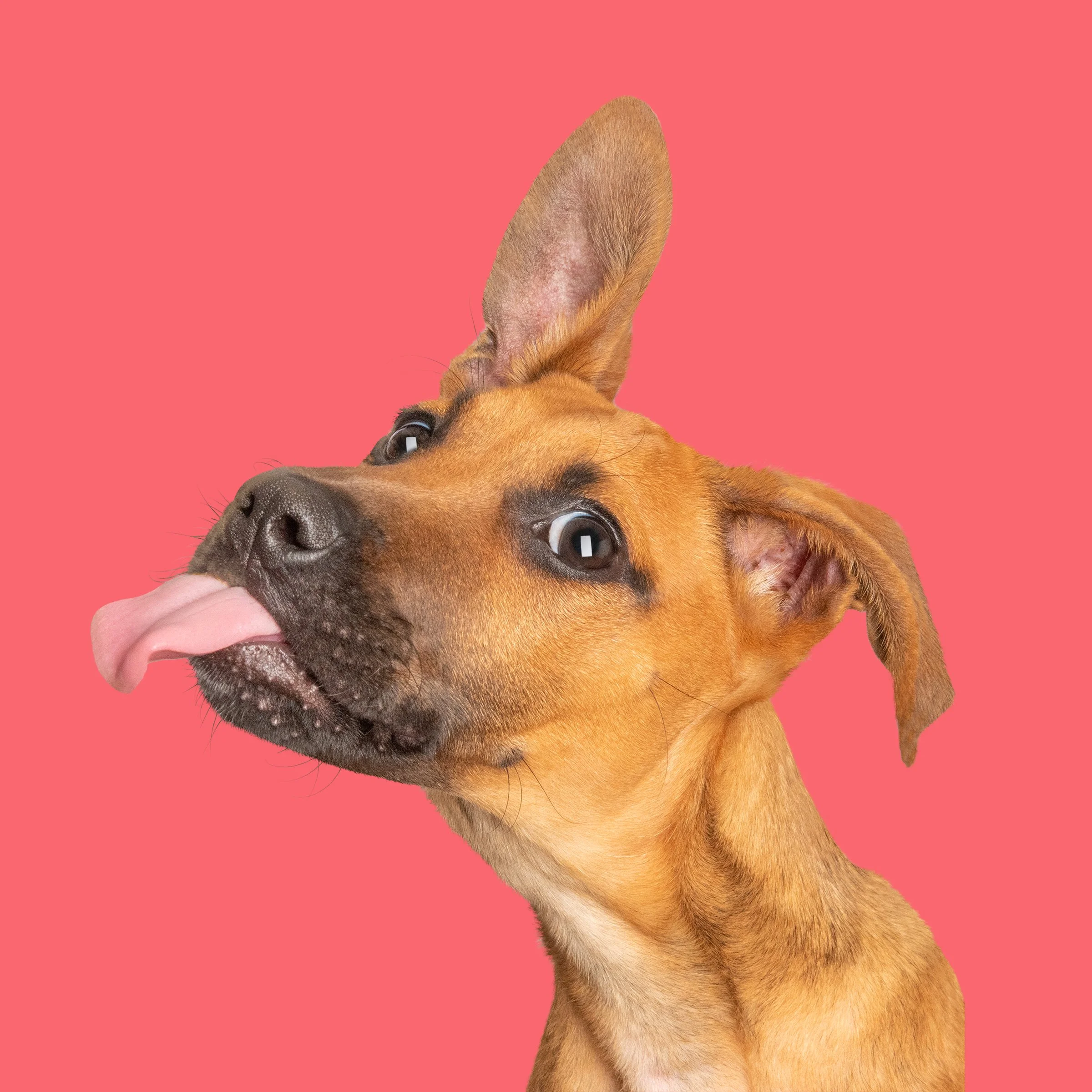 A dog cheekily poking out his tongue with quirky face on a red background