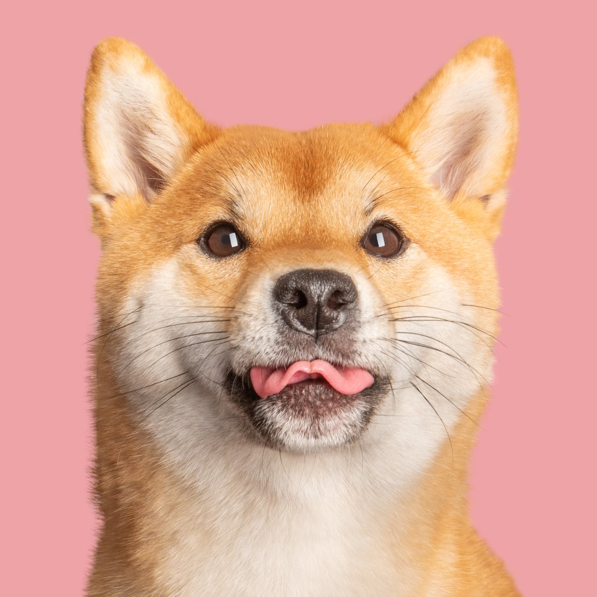 A close up of a shiba inu dog's face poking his tongue out. Studio photography on a pastel red background.