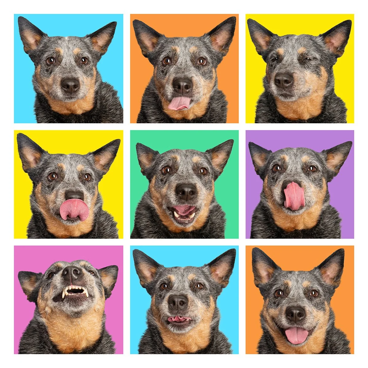 A colourful bright and colourful collage of nine expressive blue heeler dog faces
