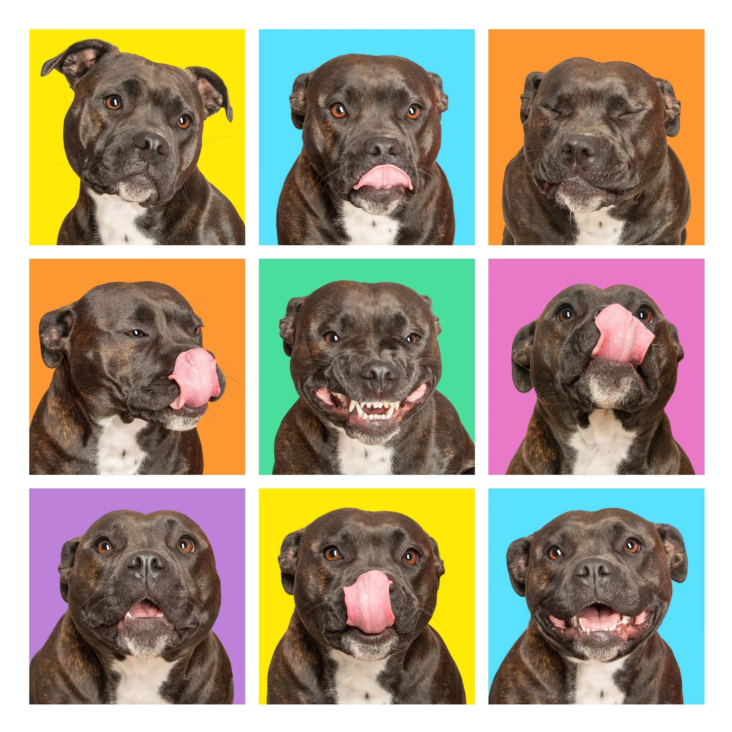 Staffy-9-images-with-multicoloured-background-and-multiple-facial-expressions