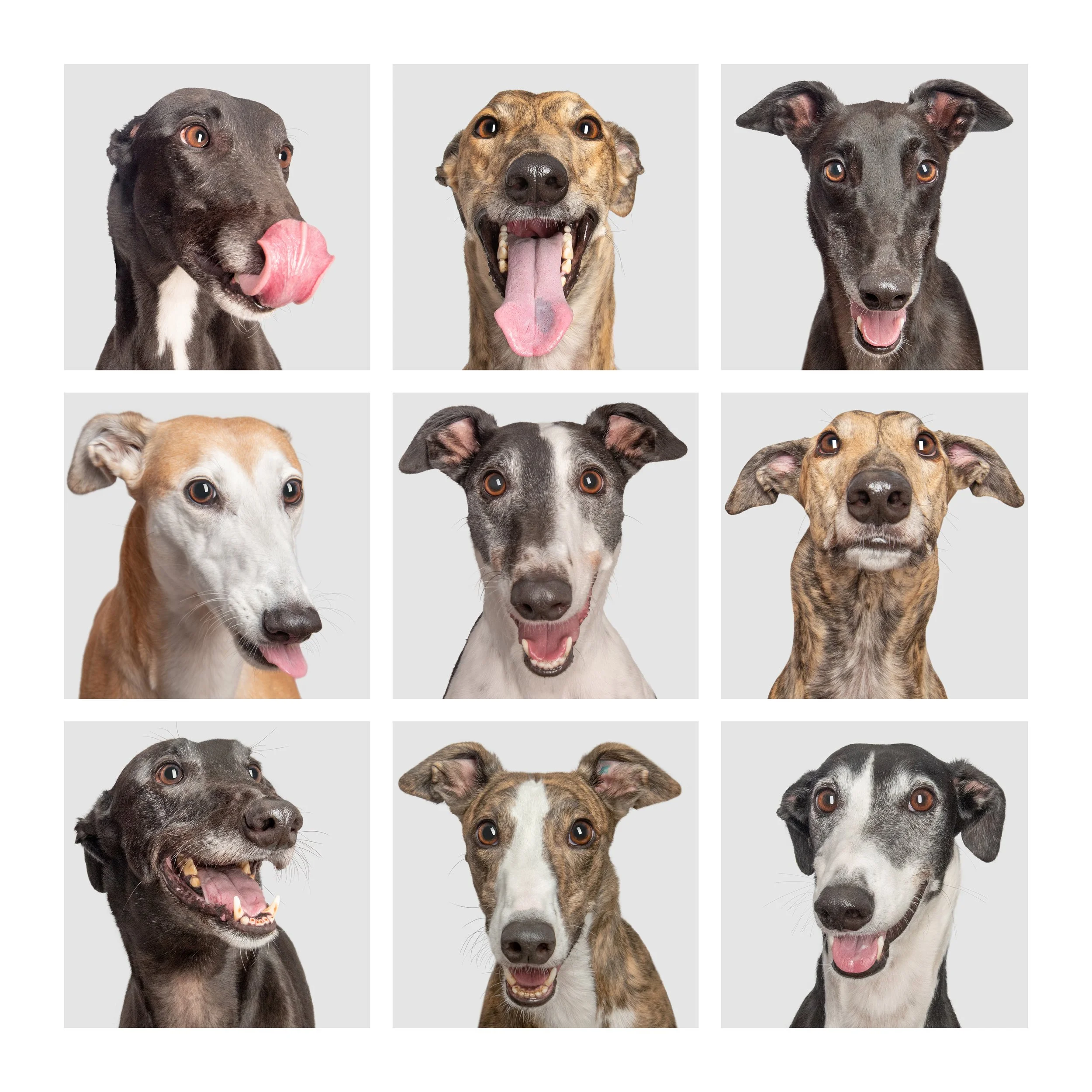 A image of nine smiling greyhound faces, studio dog portraits