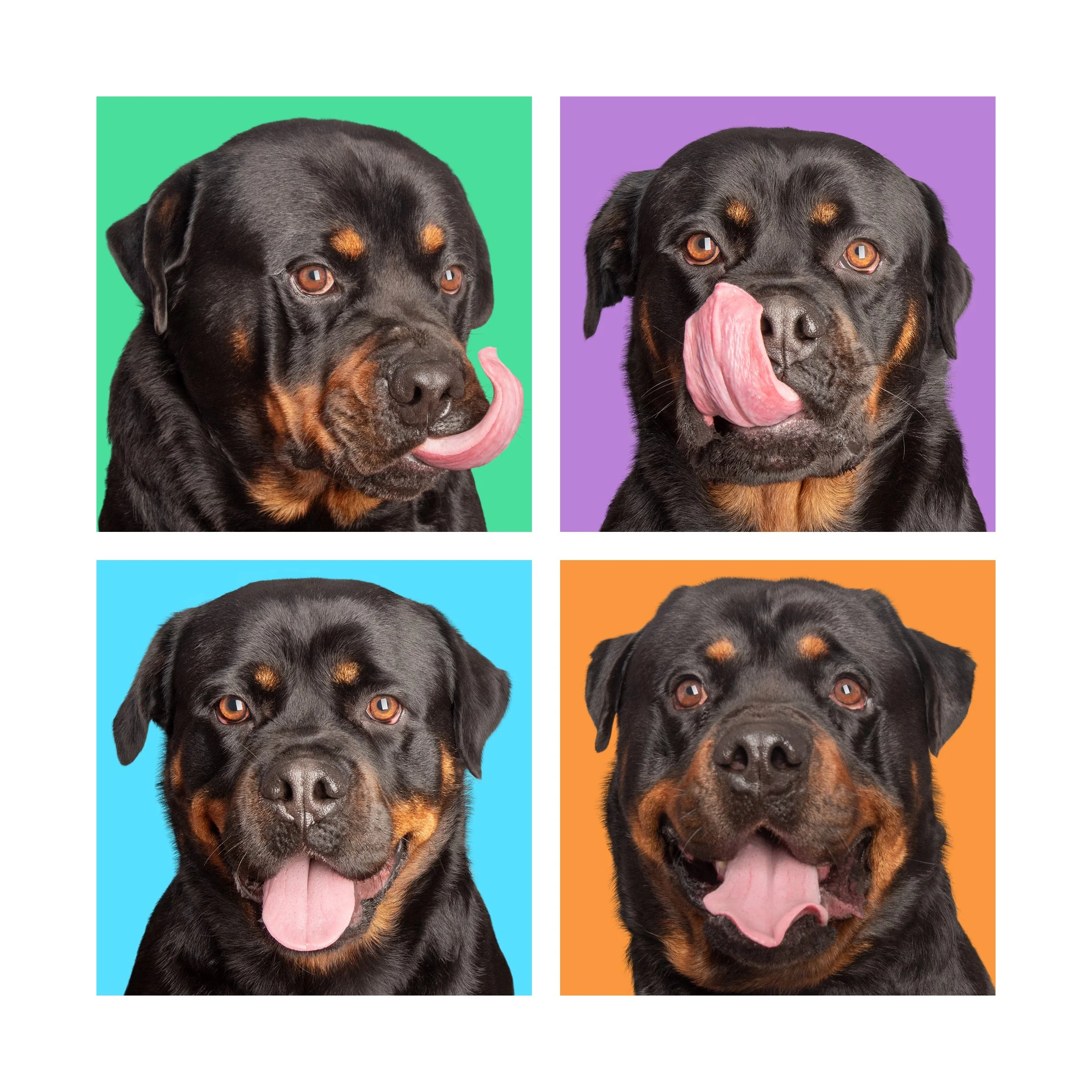 A colourful collage of four Rottweiler faces with different expressions.
