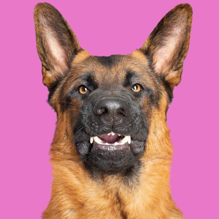 german-shepherd-dog-pink-background-smiling.jpeg
