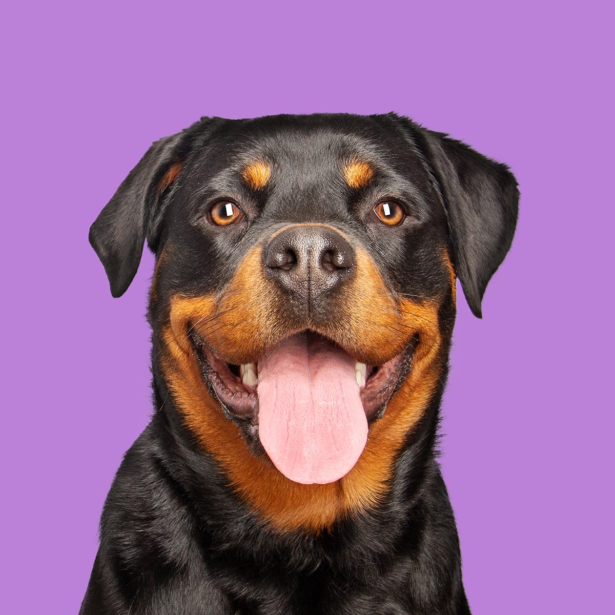 A smiling face of a Rottweiler on a bright purple background smiling with tongue hanging out!