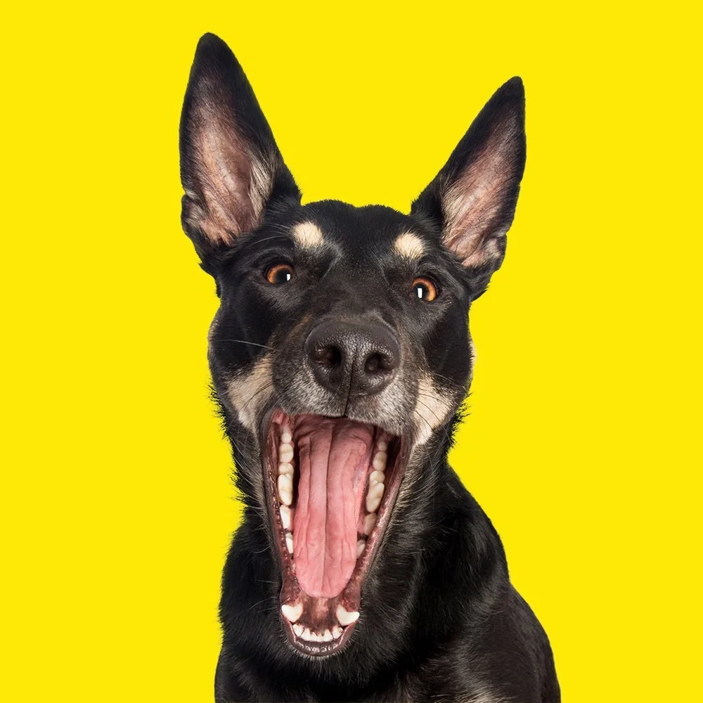 Kelpie with a big smile on yellow background