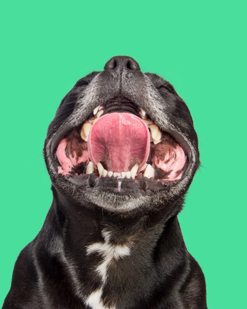 Staffy smiling on green background