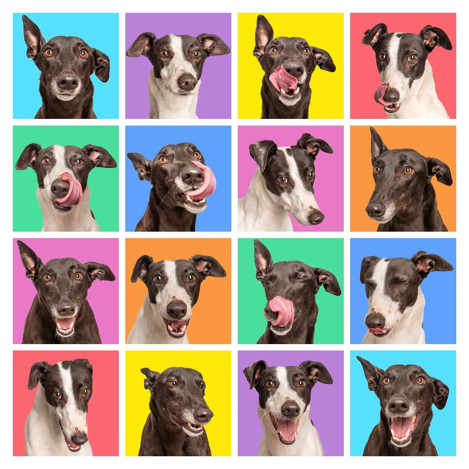 a collage of 16 greyhounds faces in 16 coloured squares, featuring quirky expressions of greyhound faces.