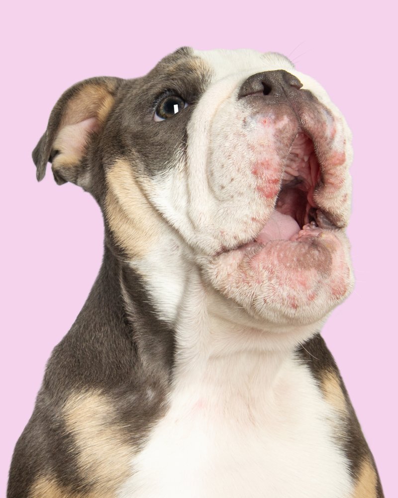 French Bulldog looking surprised