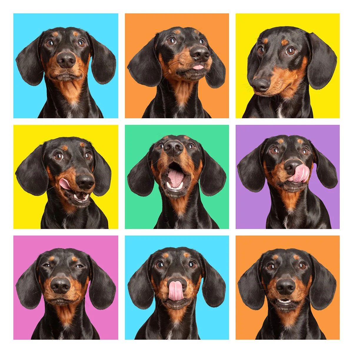 A colourful collage of 9 different expressive faces of a black and tan dachshund.