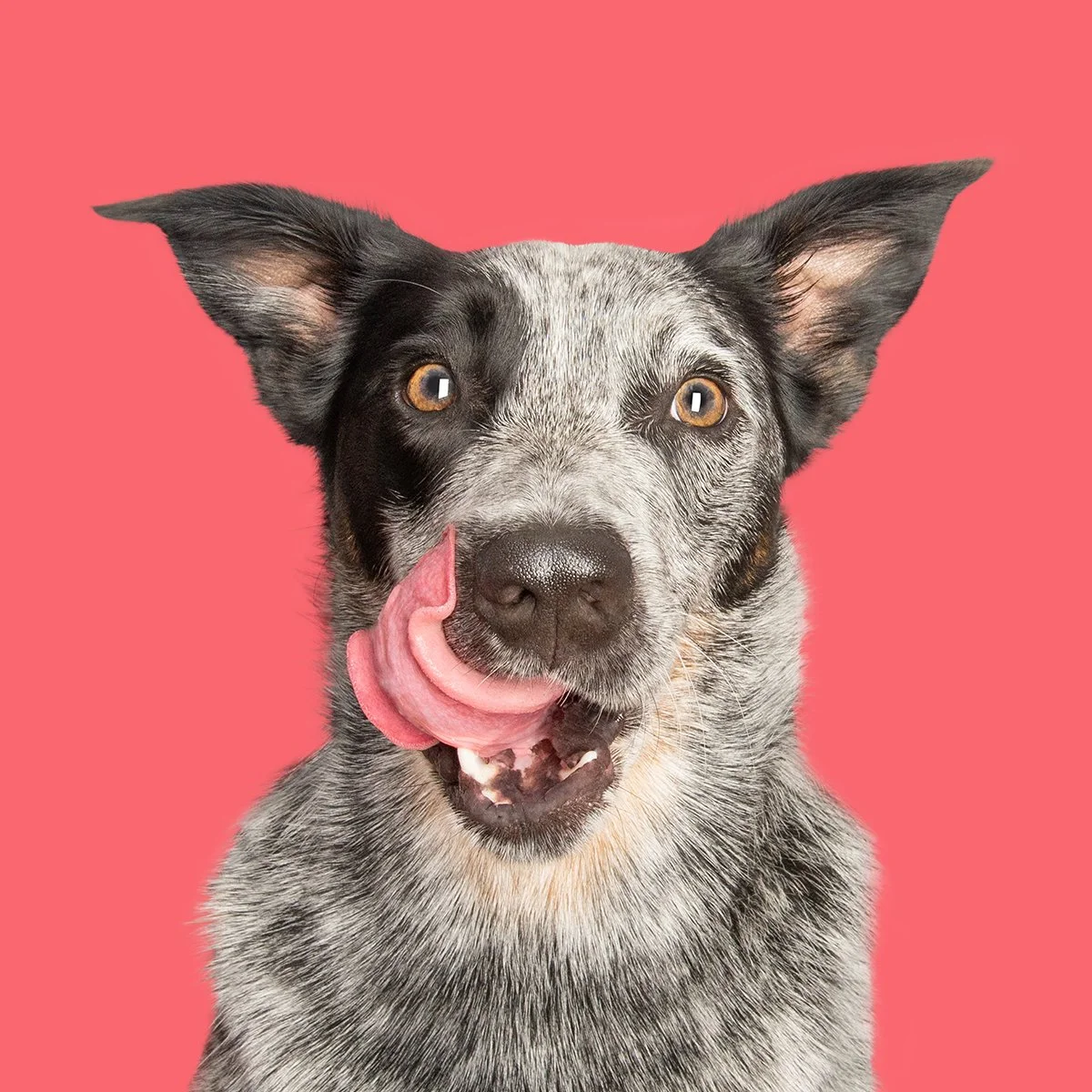 A studio portrait of a blue heeler face licking his cheek on a bright pastel red background. Studio dog portrait.