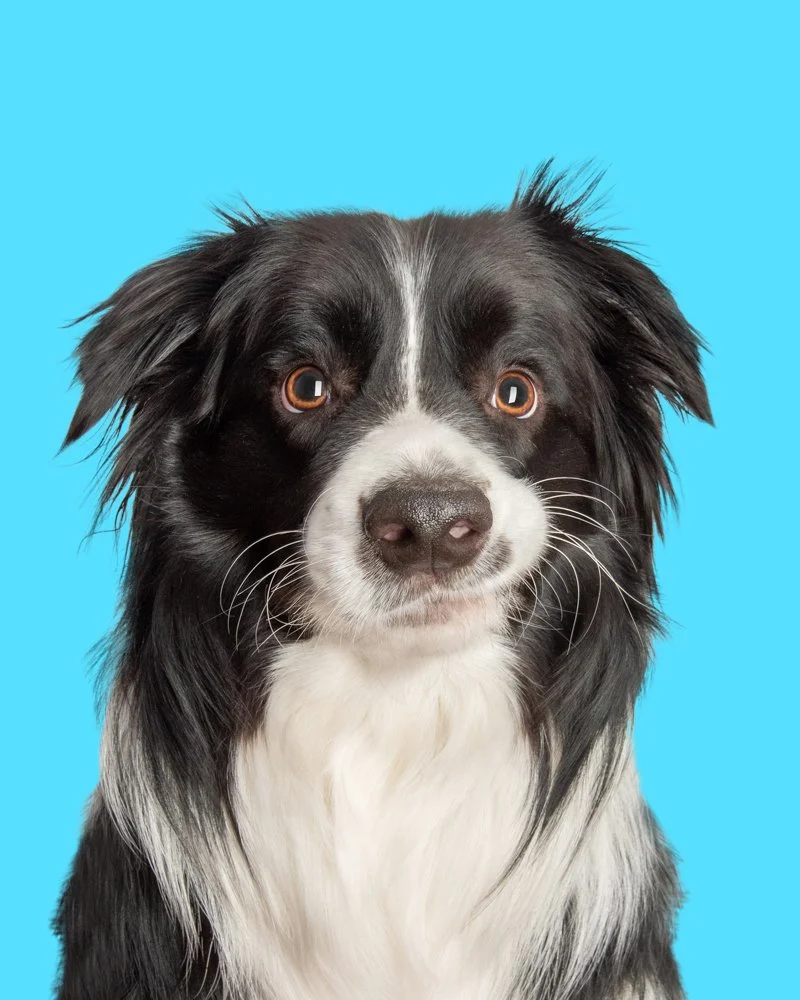 Collie with a funny face on blue background