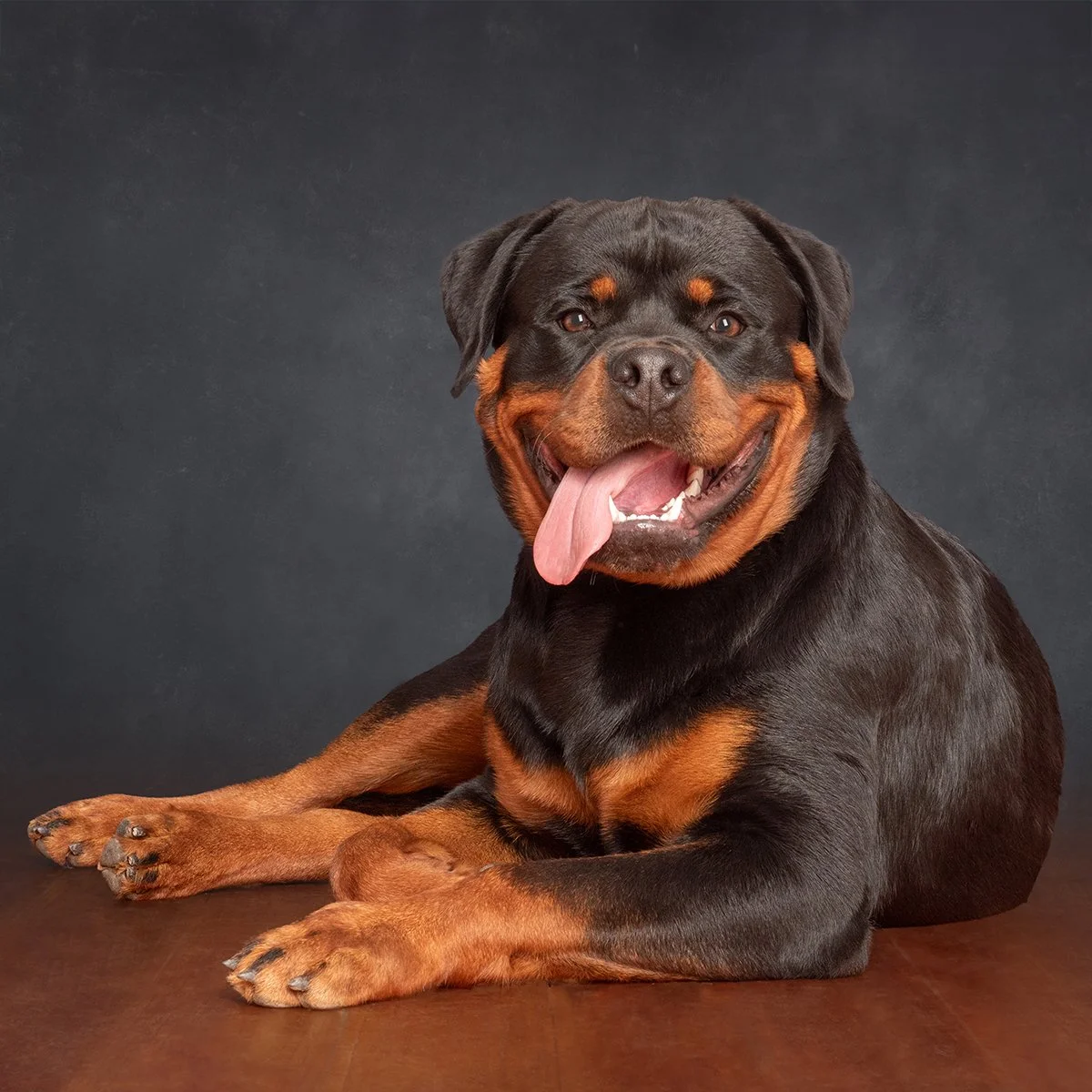 A Rottweiler sitting and posing for a studio dog portrait.