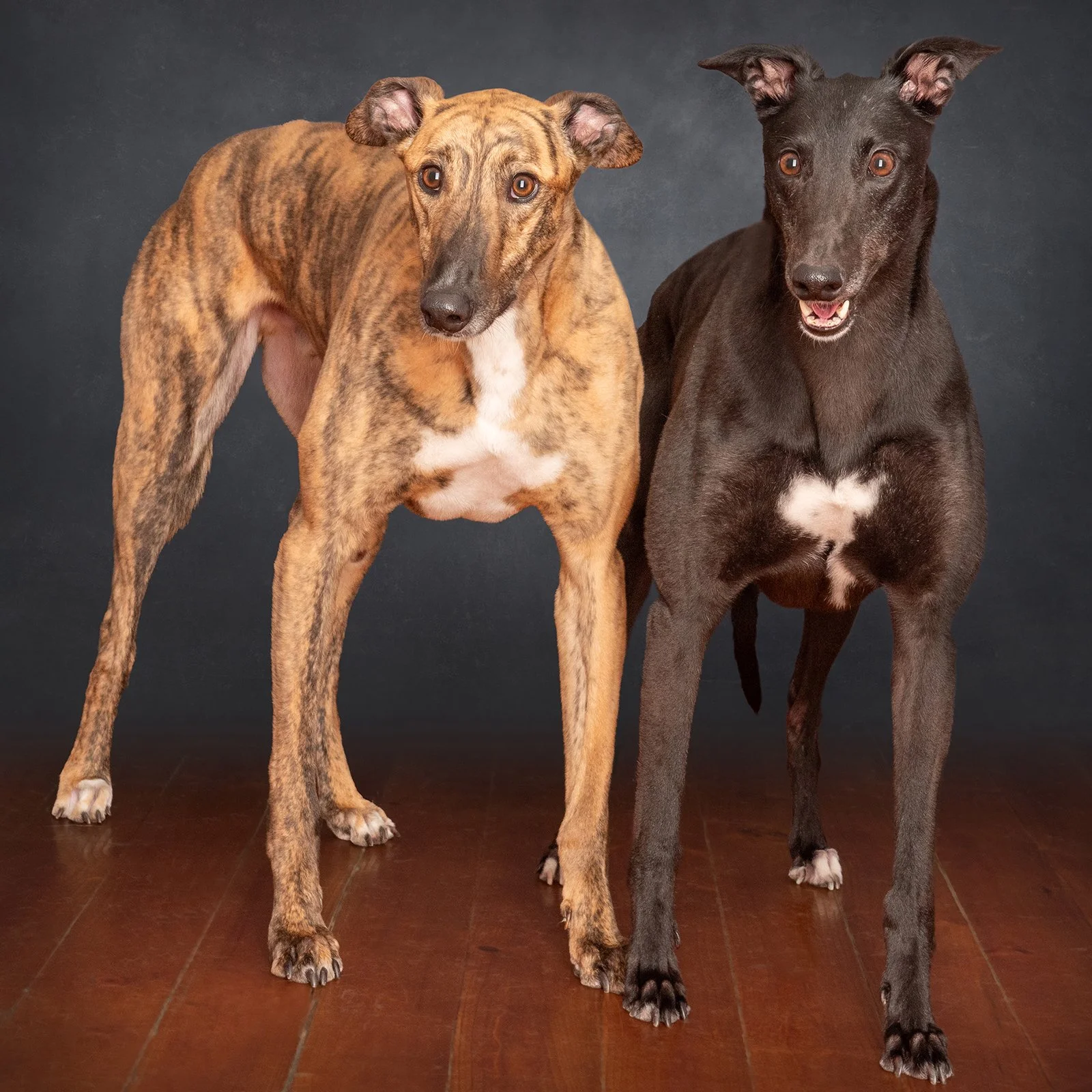 two greyhounds standing on floorboards together, studio photograpy, dark background.