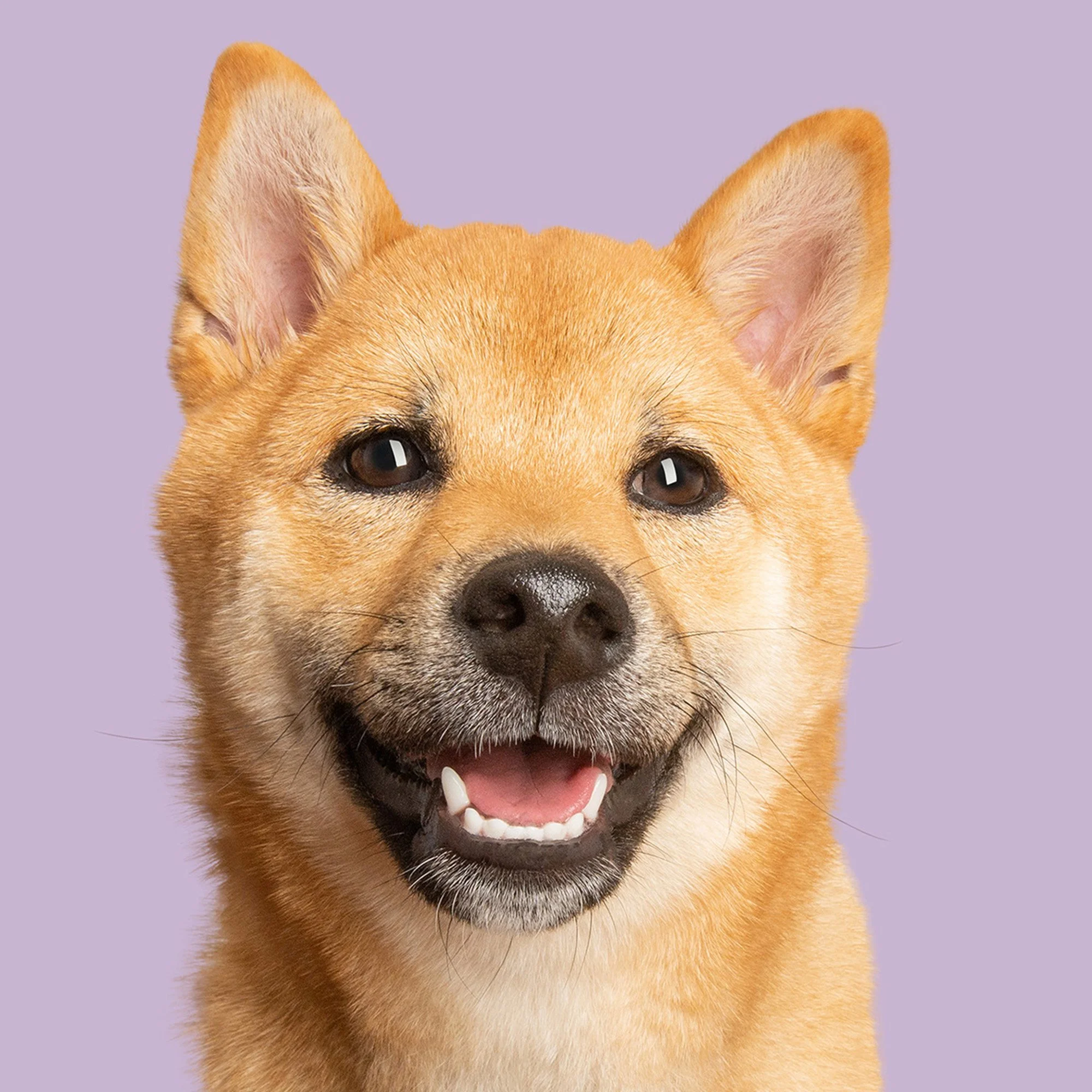 A close up of a smiling face of a Shiba Inu dog