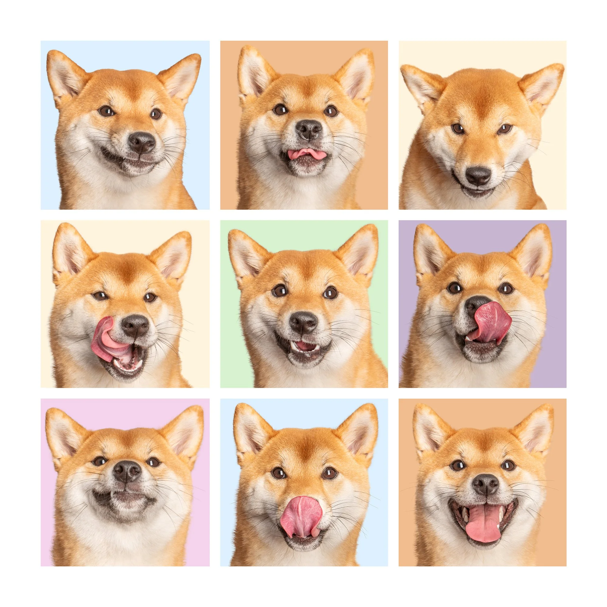 A coillage of 9 faces of a shiba inu dog, each with a different expression on a different colour background.  Studio dog photography.