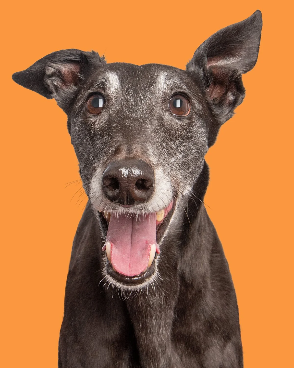 A smiling close-up face photo of a dark brown greyhound with an orange background.