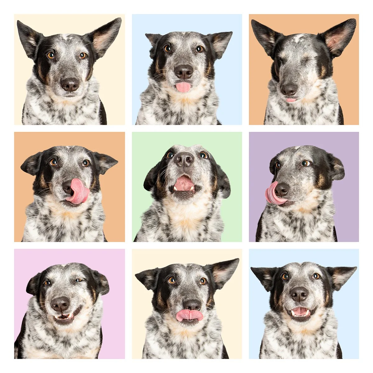 A colourful pastel collage of nine expressive blue heeler dog faces