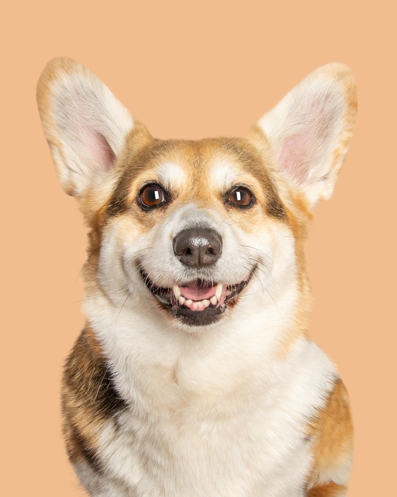 Corgi Smiling on light orange background