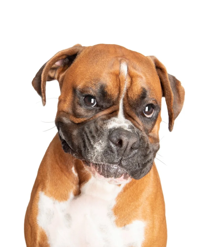 Boxer looking shy on white background