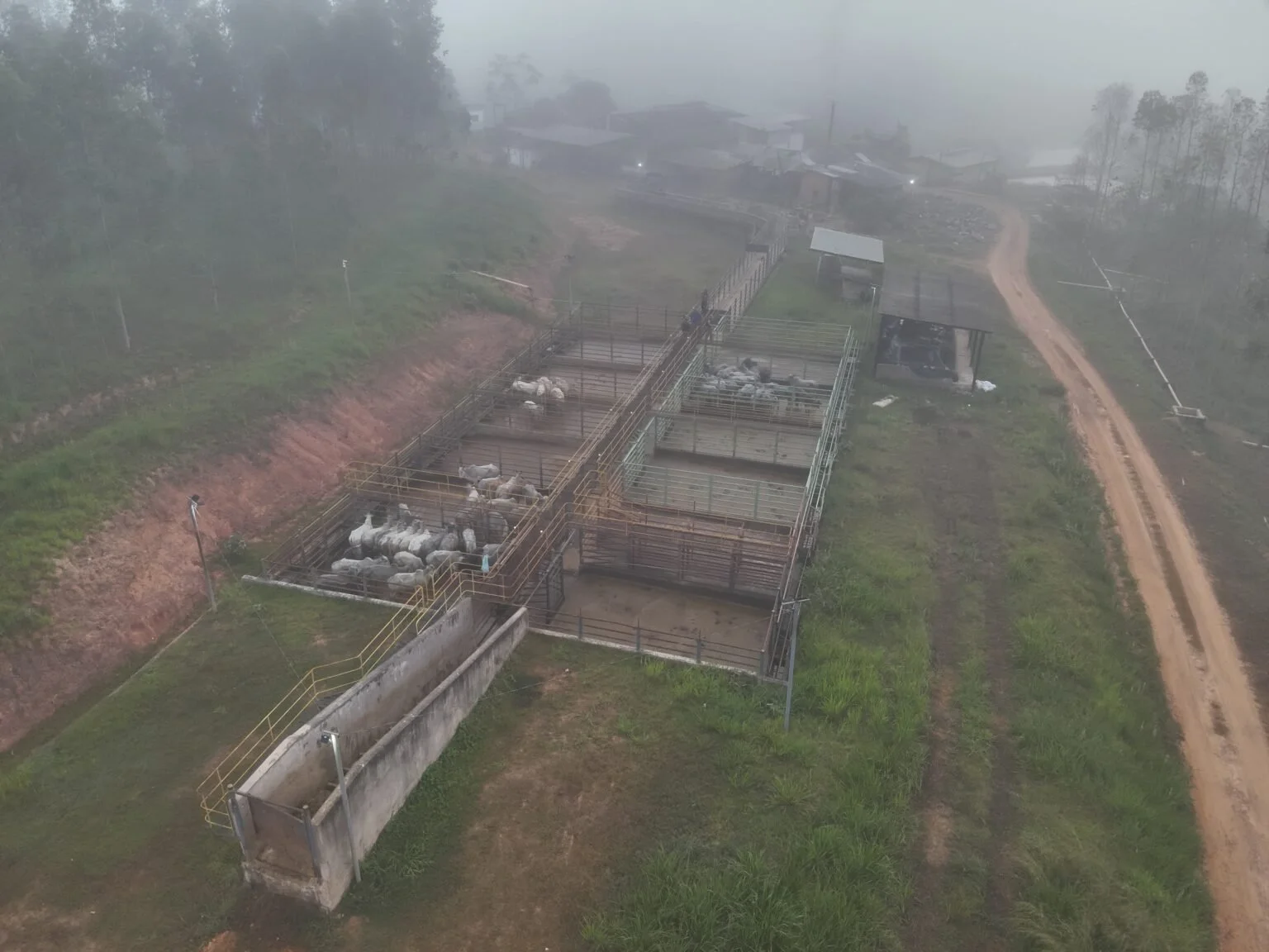 Varadouro: frigorífico de Brasileia com gado apreendido pelo ICMBio é atacado por criminosos