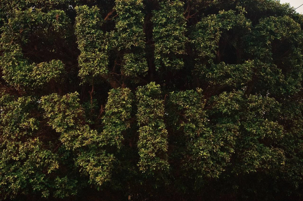 Abertura da Semana Chico Mendes 2025 reúne juventude e velha guarda dos empates em noite marcada por emoção