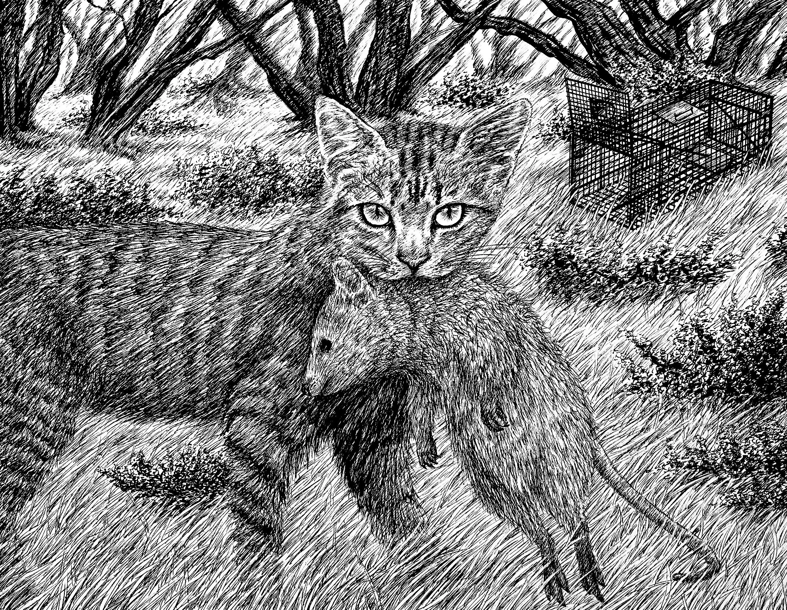 Q is for Quokka, 2022, pen and ink, 9.5 inches by 11 inches.