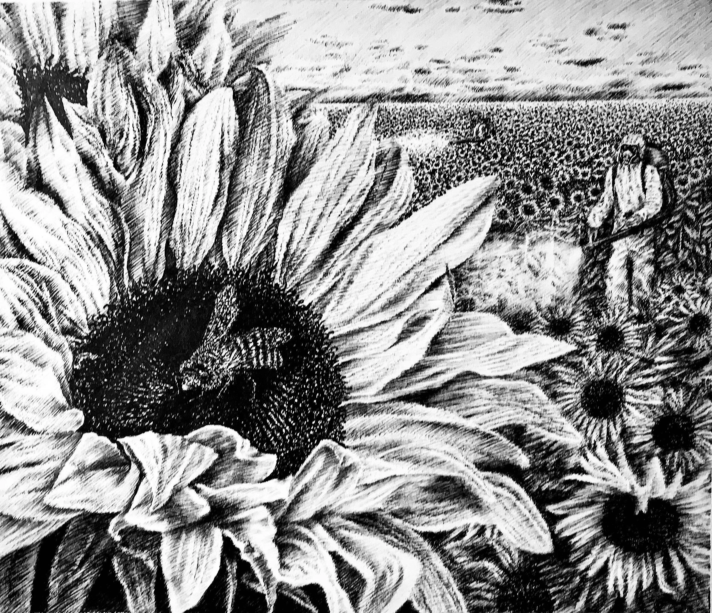H is for Honeybee, 2016, pen and ink, 9.5 inches by 11 inches.