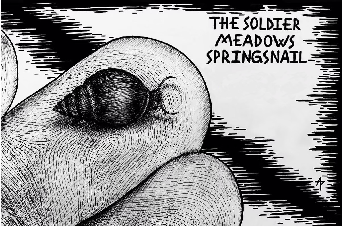 The Soldier Meadows Spring Snail, 2023, pen and ink, 4 inches by 6 inches.