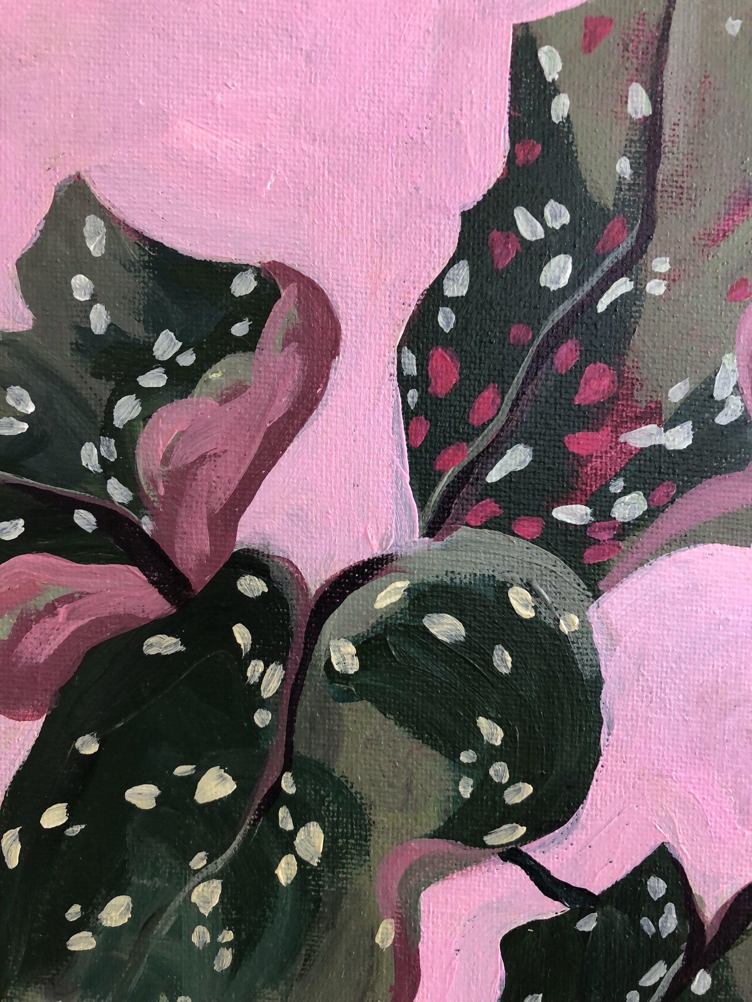 Begonia 2.jpg