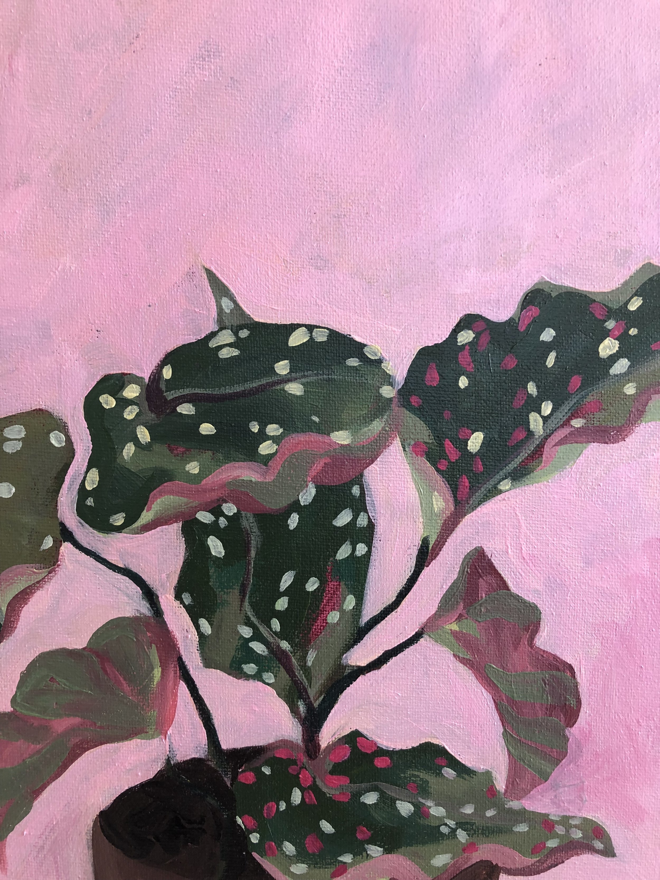 Begonia 1 .jpg