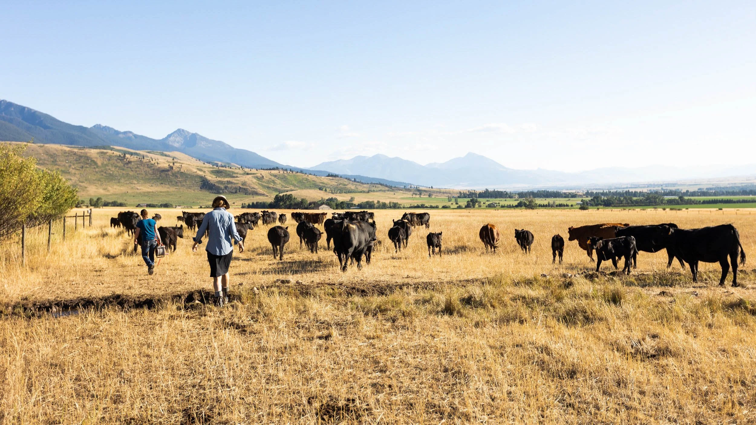 LD Productions TikTok