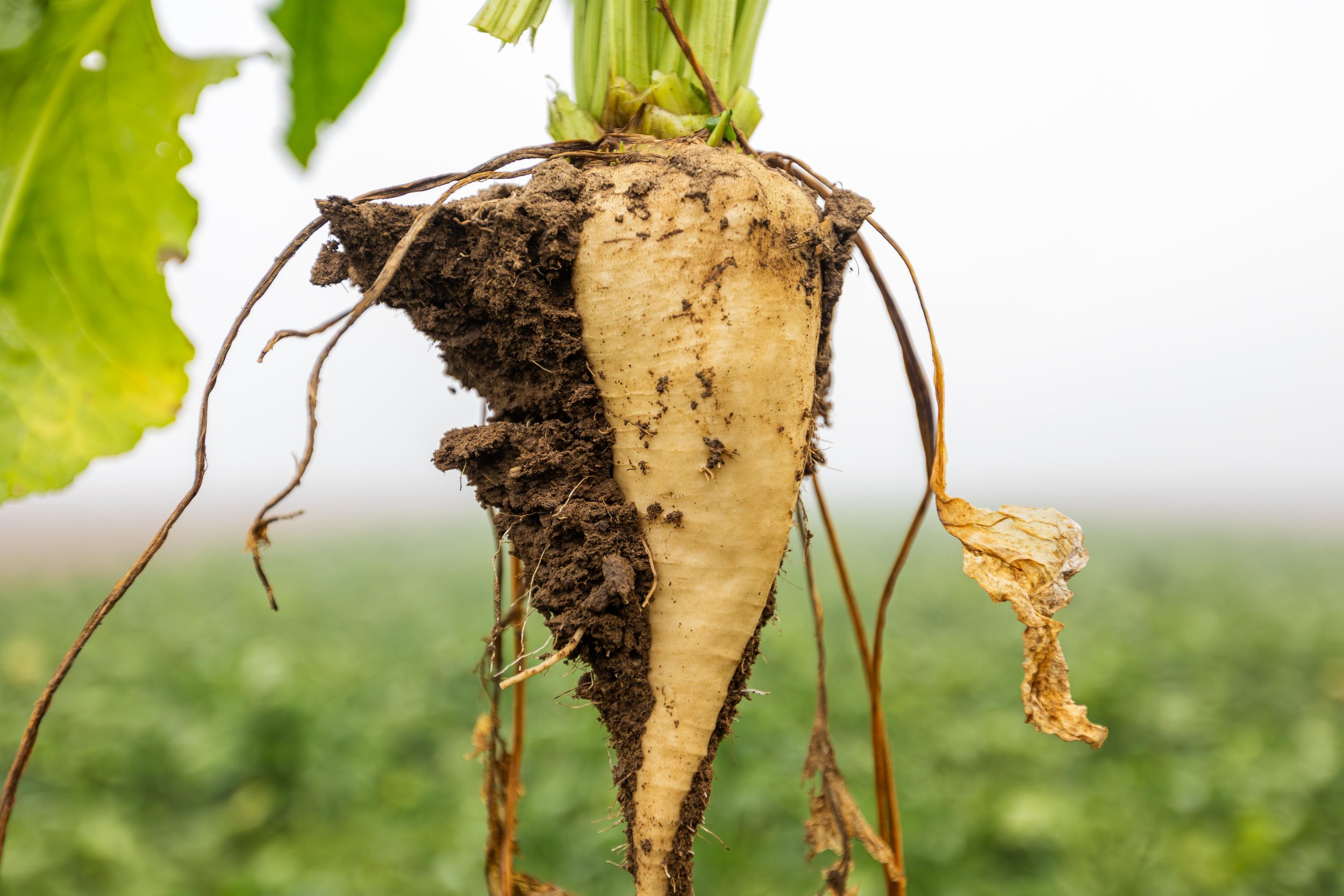 Colorado Sugar Beet