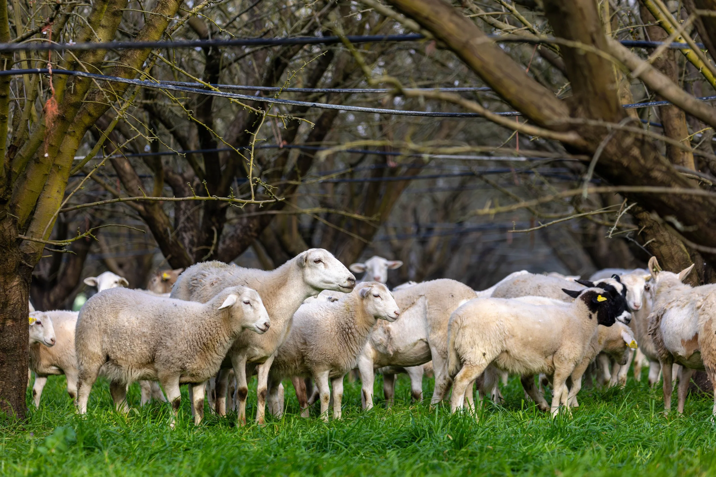 Sheep Grazing in Almond Orchards California