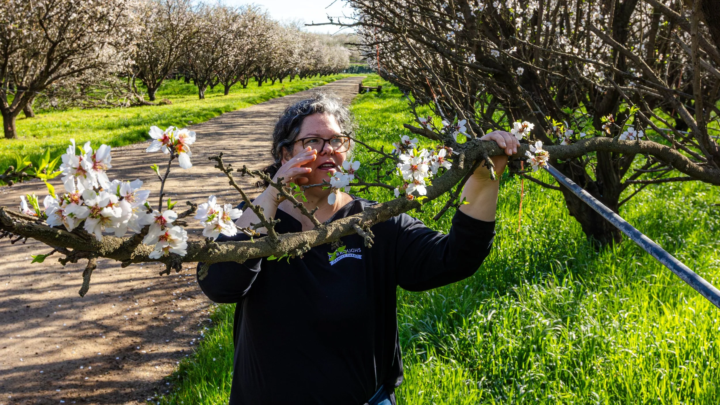 Sheep Grazing in Almond Orchards California