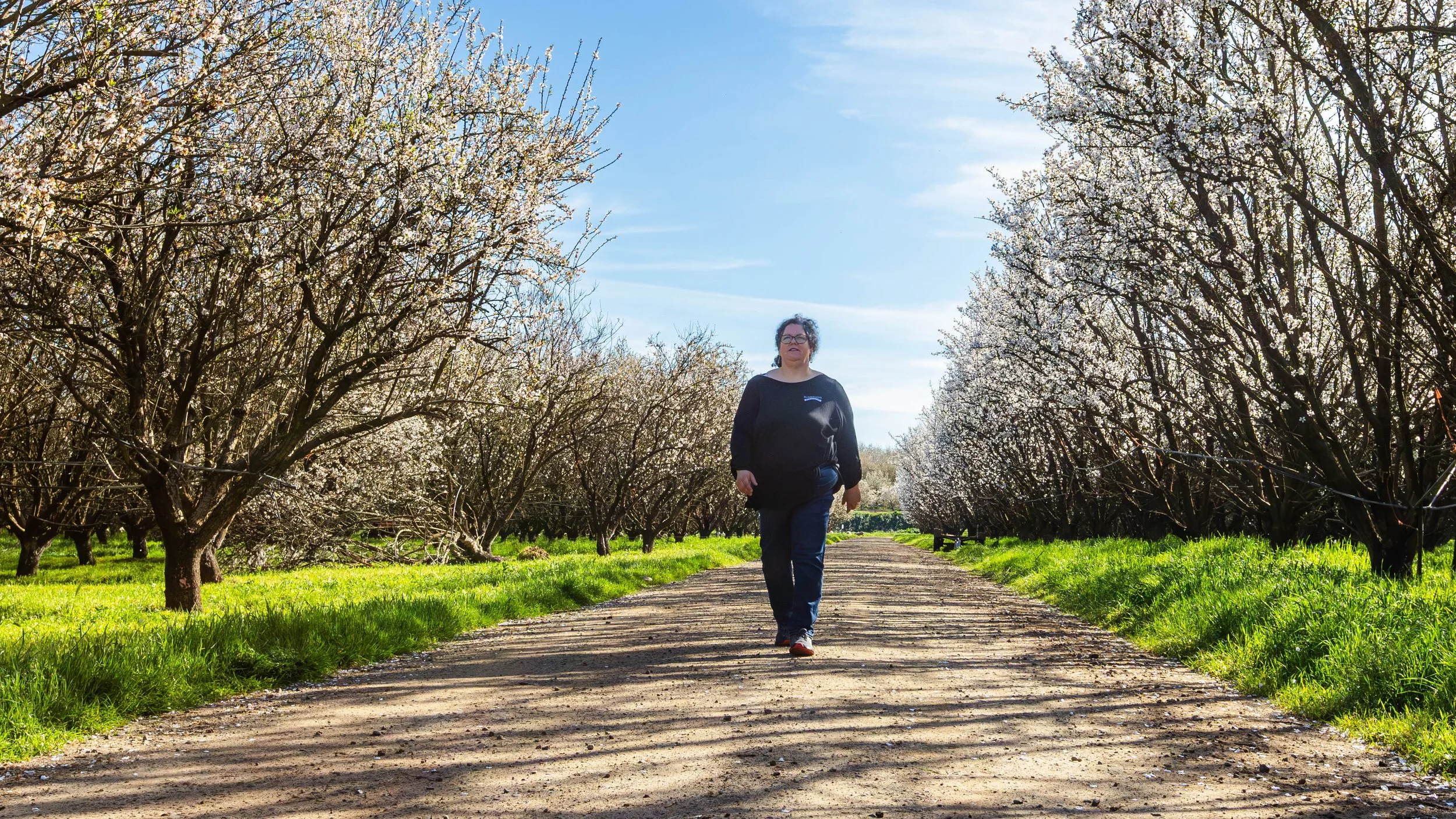 Sheep Grazing in Almond Orchards California