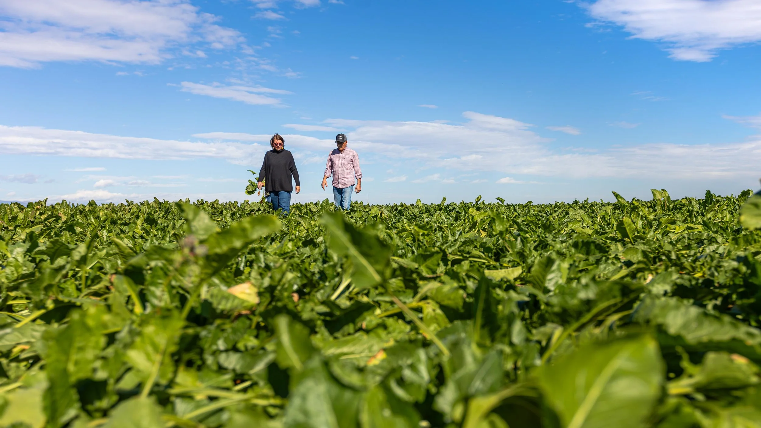 Western Sugar Cooperative