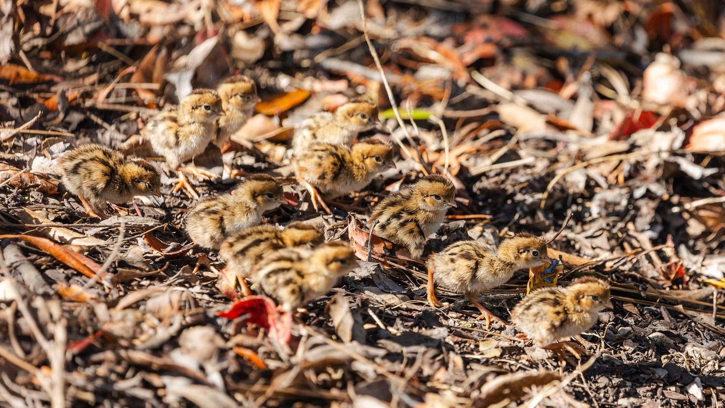 Baby quails are on the move, helping spread seeds, control insects, and keep the Central Coast thriving.
_
Visit our website at www.ldproductions.co to explore our video and photo portfolio, latest films, blogs, and happenings at LD Productions.
-
#R